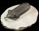 Morocconites Trilobite With Snout - Ofaten, Morocco #50619-1